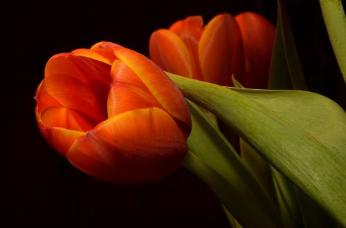 Tulpė, Oranžinė, Gėlė
