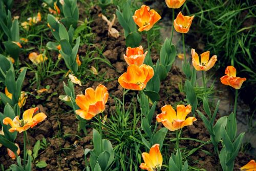 Tulpė, Oranžinė, Gamtos Kraštovaizdis, Pavasario Gėlės, Gėlės, Pilnai Žydėti