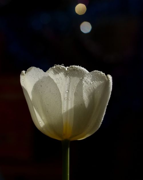 Tulpė, Balta, Lašai, Gėlė