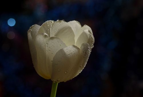 Tulpė, Balta, Lašai, Gėlė