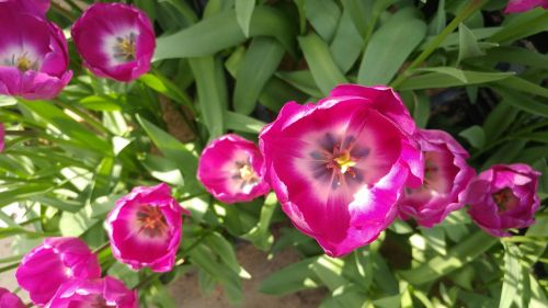 Tulpė, Pavasario Gėlės, Gėlių Ragas