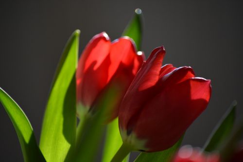 Tulpė, Gamta, Gėlė, Atgal Šviesa