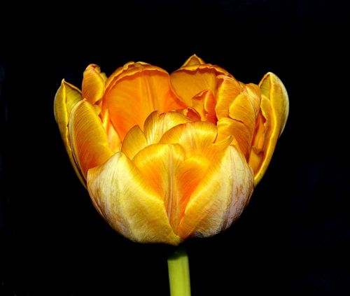 Tulpė, Žiedas, Žydėti, Oranžinė, Pavasario Gėlės