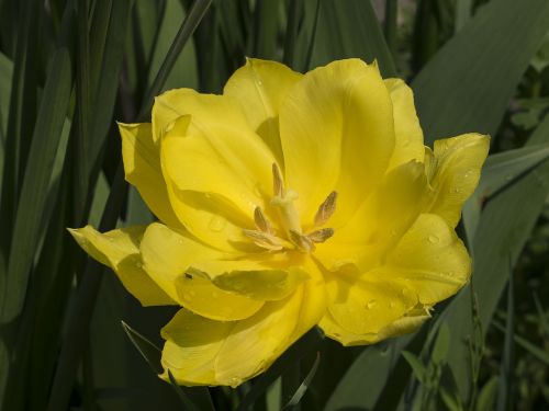Tulpė, Geltonos Gėlės, Tulpių Spyruoklė, Pavasaris, Žiedlapis, Makro, Gėlė, Geltona, Tulip Viridiflora