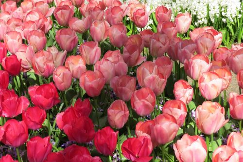 Tulpė, Tulpės, Žydėti, Pavasaris, Gėlės, Holland, Nyderlandai, Laukas, Gėlė, Gamta, Spalvos, Rožinis, Raudona