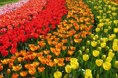 Tulpė, Tulpės, Žydėti, Pavasaris, Gėlės, Holland, Nyderlandai, Laukas, Gėlė, Gamta, Raudona, Oranžinė, Rožinis, Geltona, Spalvos