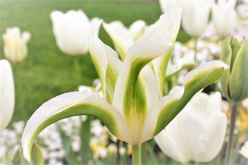 Tulpė, Balta, Baltas Žiedas, Frühlingsanfang, Gėlės, Pavasaris, Ankstyvas Bloomer, Sodas, Pažymėtas