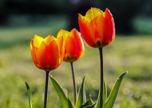 Tulpė, Raudonai Geltonos Spalvos Tulpės, Pavasario Gėlė, Spalva, Pavasario Gėlės, Gėlių Sodas, Gamta, Sodas, Tulpės