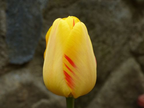 Tulpė, Gėlė, Tulpės, Geltona, Pavasaris