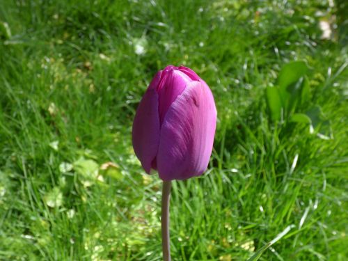 Tulpė, Pavasaris, Gėlė