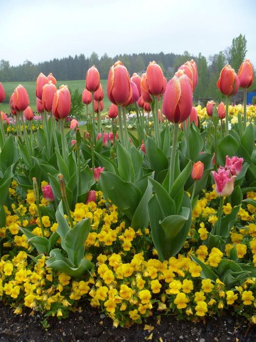 Tulpė, Gėlė, Pavasaris, Raudona, Geltona, Sodas, Šveicarija, Luzern