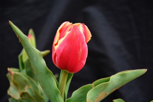 Tulpė, Gėlė, Chunhua