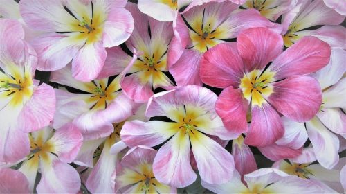 Tulpė, Pavasaris, Tulpės, Nyderlandai, Holland, Lemputė, Rožinės Gėlės, Keukenhof, Romantiškas