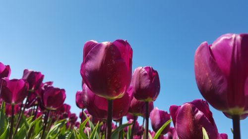 Tulpė, Gėlių Svogūnėliai, Violetinė
