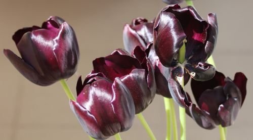 Tulpė, Tulpės, Violetinė, Aksomas, Šviesti, Gėlė