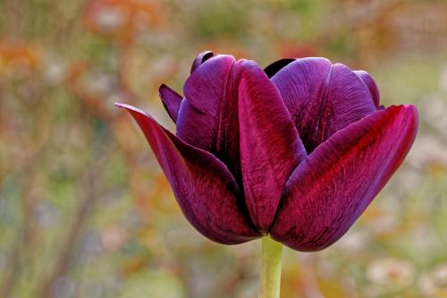 Tulpė, Lelija, Violetinė, Violetinė, Pavasaris, Gamta, Gėlės, Tulpės, Schnittblume, Žiedas, Žydėti, Augalas, Flora, Gėlių Traškučiai