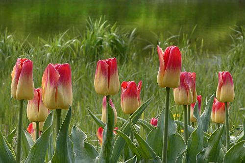 Tulpė, Gėlė, Tulipa, Geltona Raudona, Pavasaris