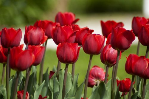 Tulpė, Gėlė, Tulpių Spyruoklė, Pavasaris, Žiedlapis, Raudona