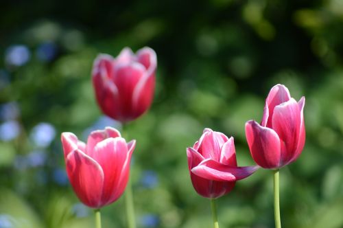 Tulpė, Gėlė, Pavasaris, Sodas
