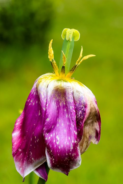 Tulpė, Išblukęs, Uždaryti, Pistil, Makro, Žiedas, Žydėti, Gėlė, Grožis, Trumpalaikis Laikotarpis, Gamta, Rožinis, Trumpalaikis