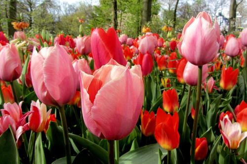 Tulpė, Tulpės, Raudona Tulpė, Nyderlandai, Lemputė, Svogūnėliai, Pavasaris