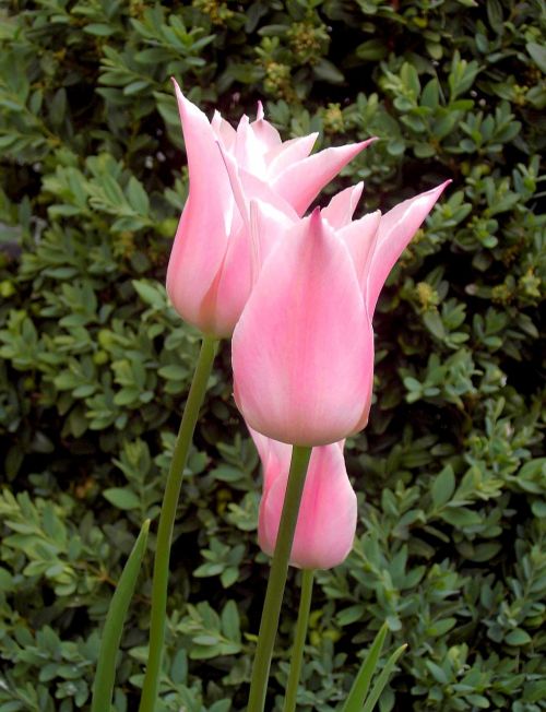 Tulpė, Gėlė, Pavasario Gėlės, Rožinis