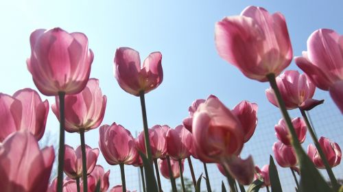 Tulpė, Gėlės, Dugno Šūvis