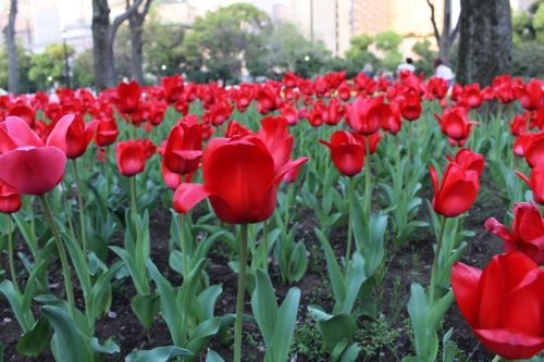 Tulpė, Gėlės, Parkas, Tokyo