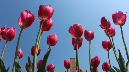 Tulpė, Gėlės