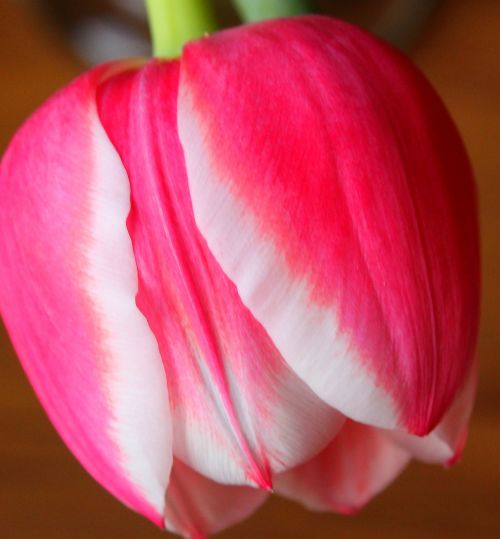 Tulpė, Rožinė Gėlė, Iš Arti, Gėlė