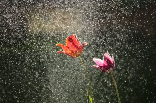 Tulpė, Gėlės, Gamta, Lietus