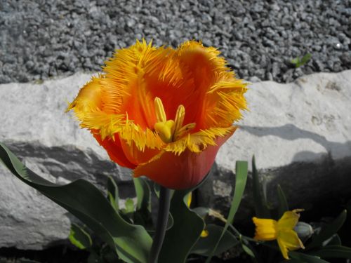 Tulpė, Liepsna, Pavasaris, Oranžinė