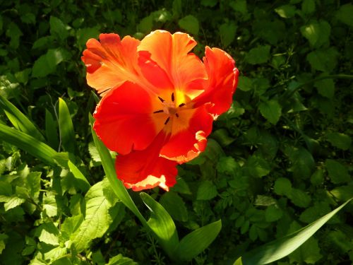Tulpė, Gamta, Pavasaris