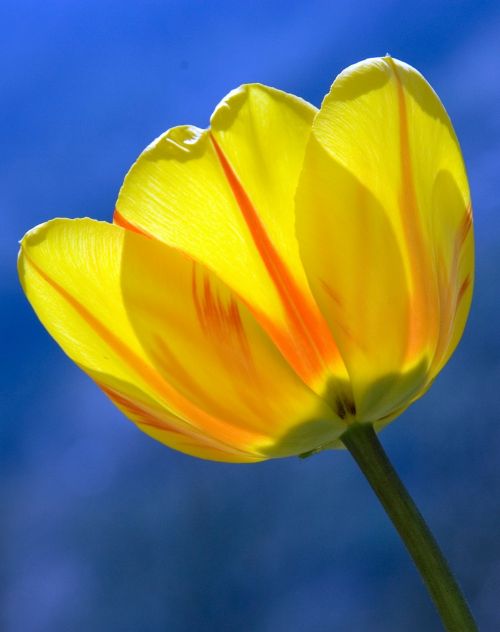 Tulpė, Geltona, Pavasaris, Gėlės