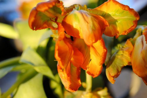 Tulpė, Gamta, Gėlė, Geltonos Oranžinės Tulpės