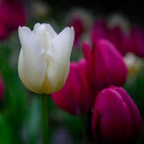 Tulpė, Gėlių Kalba, Šviesa