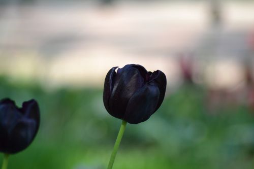 Tulpė, Gėlė, Gamta