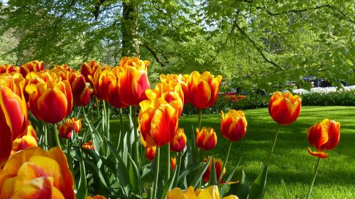 Tulpė, Gėlė, Sodas, Keukenhof, Amsterdamas, Botanika, Flora, Pavasaris, Gamta