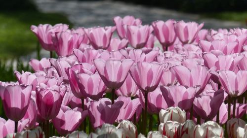Tulpė, Gėlė, Sodas, Keukenhof, Amsterdamas, Botanika, Pavasaris, Flora, Gėlių Parkas