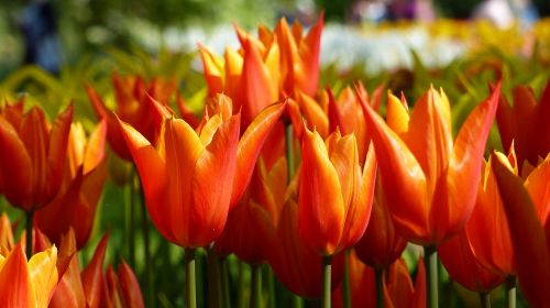 Tulpė, Gėlė, Sodas, Keukenhof, Amsterdamas, Botanika, Pavasaris, Flora, Gėlių Parkas
