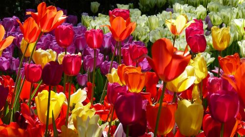 Tulpė, Gėlė, Sodas, Keukenhof, Amsterdamas, Flora, Botanika, Pavasaris, Gėlių Parkas, Spalva, Daugiaspalvis