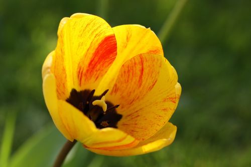 Tulpė, Pavasario Gėlės, Geltona, Tulpenbluete