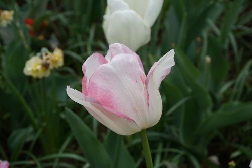 Tulpė, Rožė, Pavasaris