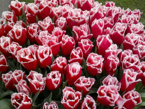 Tulpė, Raudona, Olandų Tulpės, Gėlė