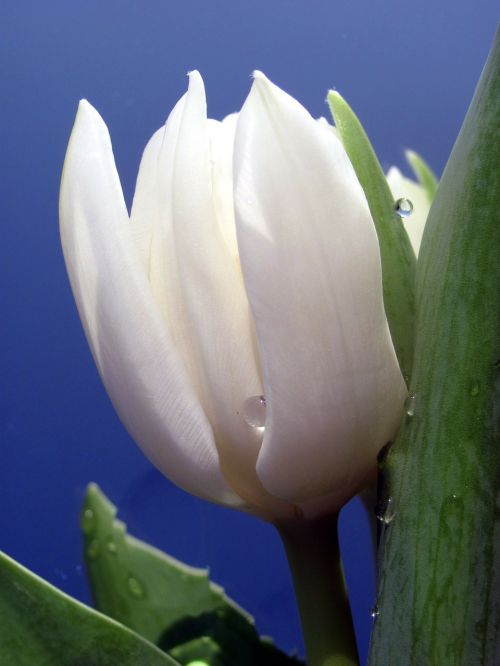 Tulpė, Balta, Lašas Vandens