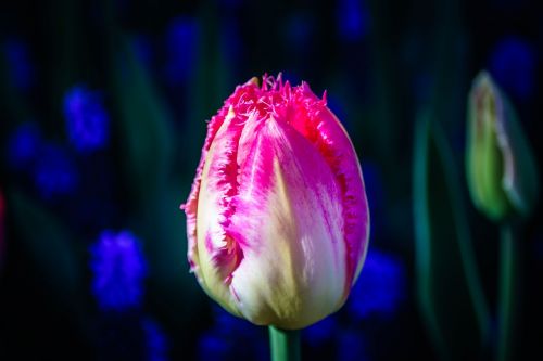 Tulpė, Gėlė, Tulpenbluete, Holland