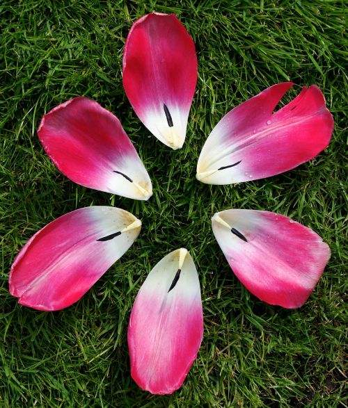 Tulpė, Gėlė, Gamta, Rožinis