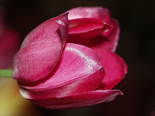 Tulpė, Rožinis, Pavasario Gėlės, Iš Arti, Makrofotografija