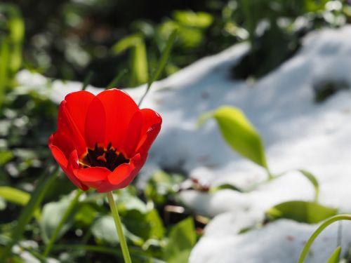 Tulpė, Sniegas, Pavasaris