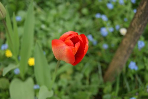 Tulpė, Gėlės, Gamta